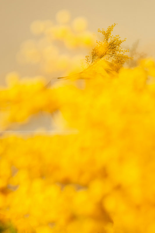 Mimosa & Cardamom