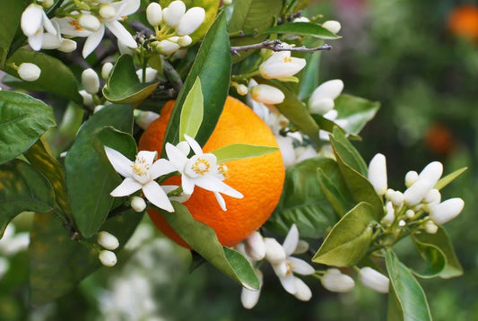 Neroli & Bergamote